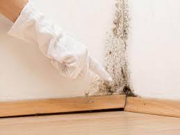 Best Mold Damage Restoration  in Sloatsburg, NY